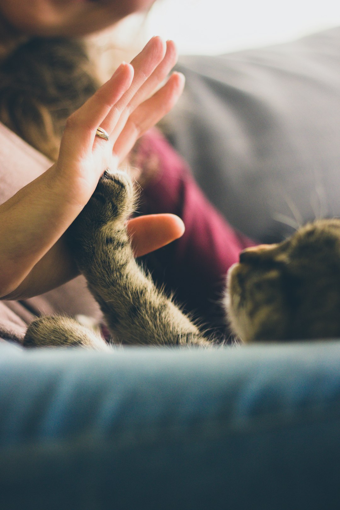 The Ultimate Guide: How to Deal with Pet Allergies