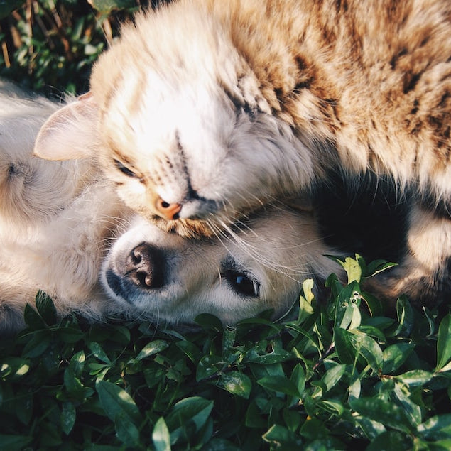 The Benefits of Owning a Pet: How they Improve Your Life