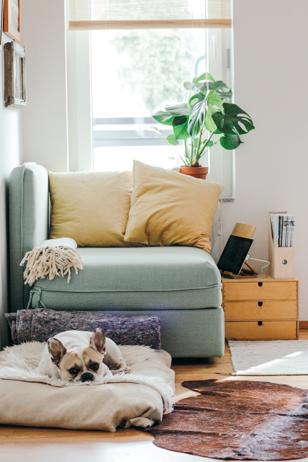Pet-Friendly DIY Projects for Your Home