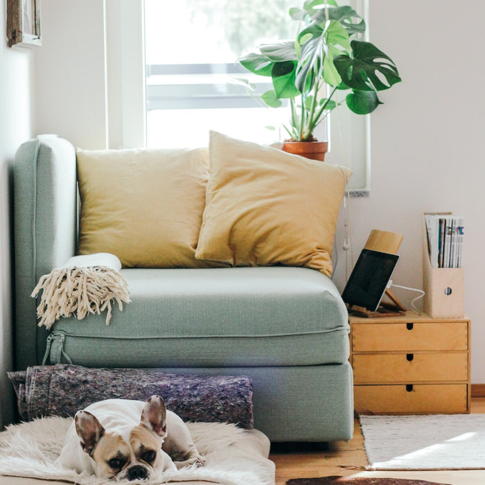 Pet-Friendly DIY Projects for Your Home