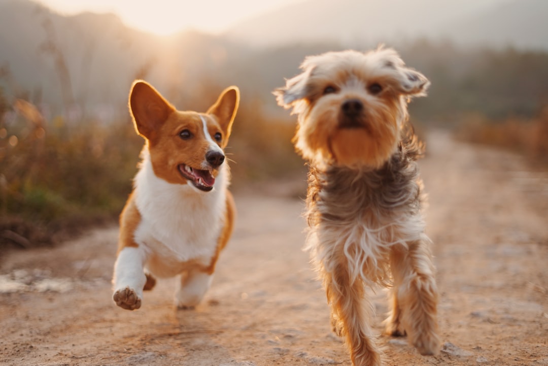 Unlocking the Secret: How to Train Your Pet in No Time