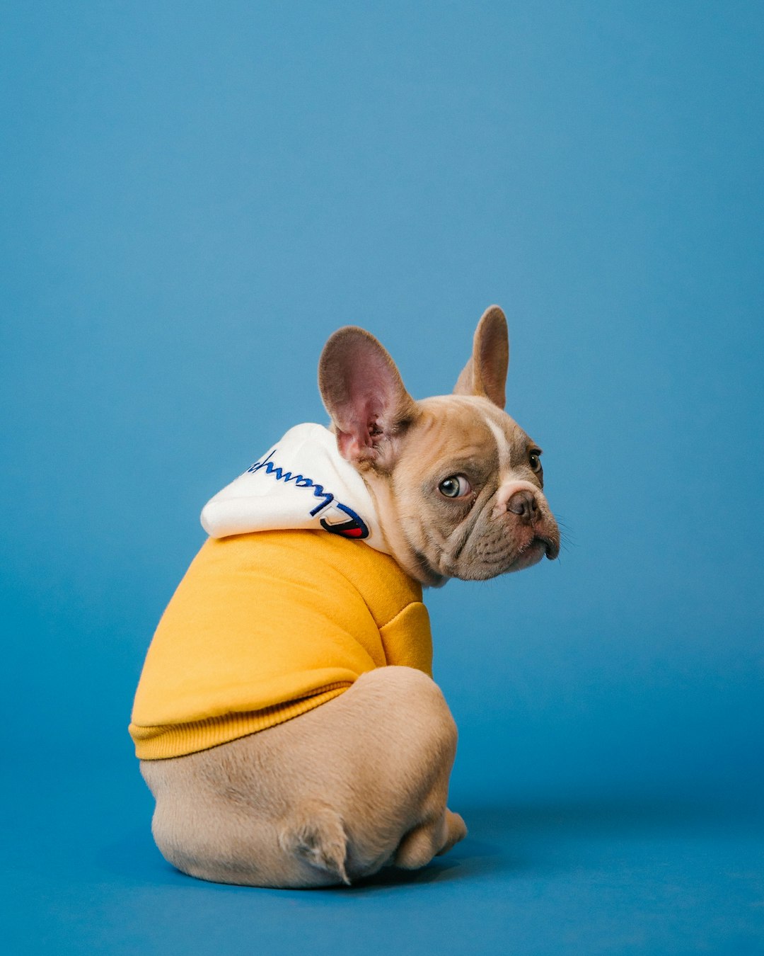 The Role of Pets in Improving Mental Health