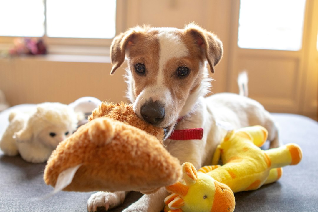 The Best Toys for Keeping Your Pet Entertained