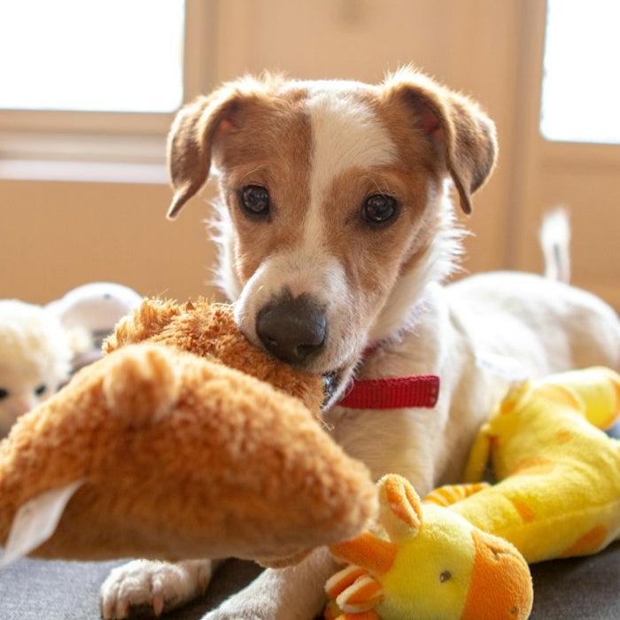 The Best Toys for Keeping Your Pet Entertained