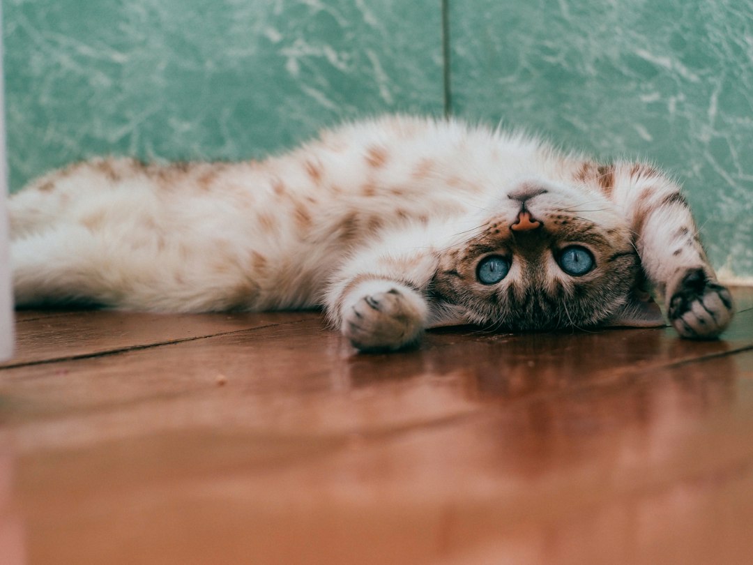 Common Health Issues in Cats