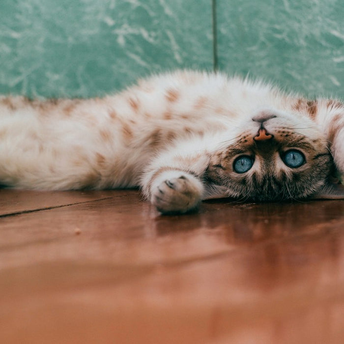 Common Health Issues in Cats