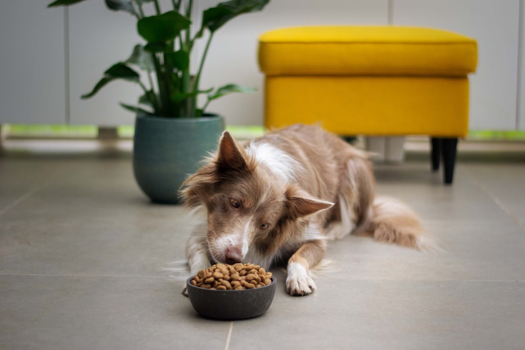 The Different Types of Pet Food and How to Choose the Right One