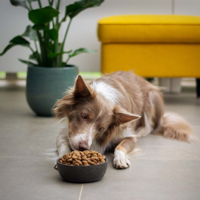 The Different Types of Pet Food and How to Choose the Right One