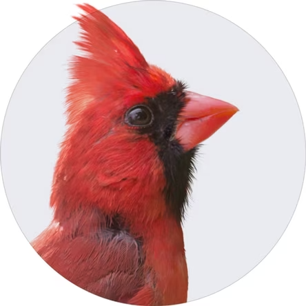 Wild Bird