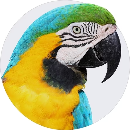 Parrot
