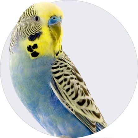 Parakeet