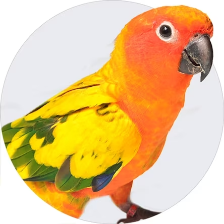 Conure
