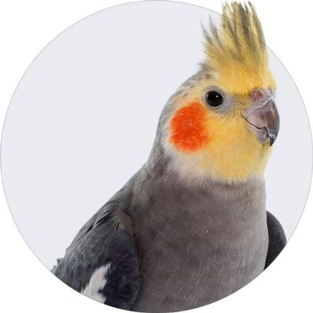 Cockatiel