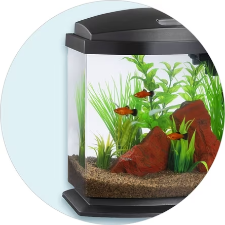 Tanks & Aquariums