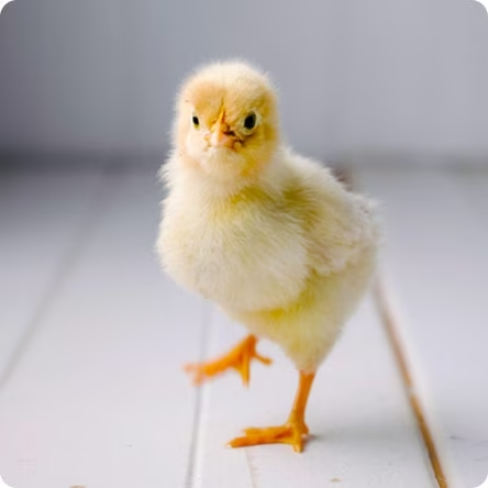 Farm Animal