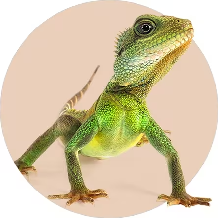 Lizard