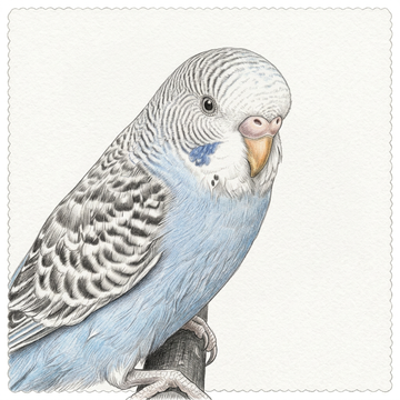 Bird collection drawing