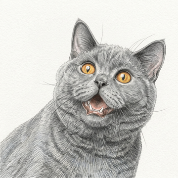 Cat collection drawing