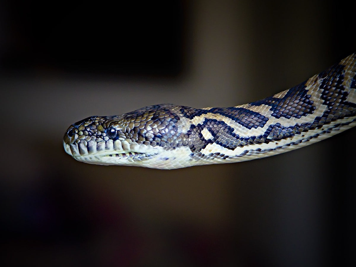 Snake