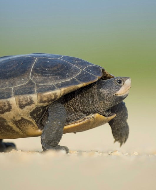 Turtle