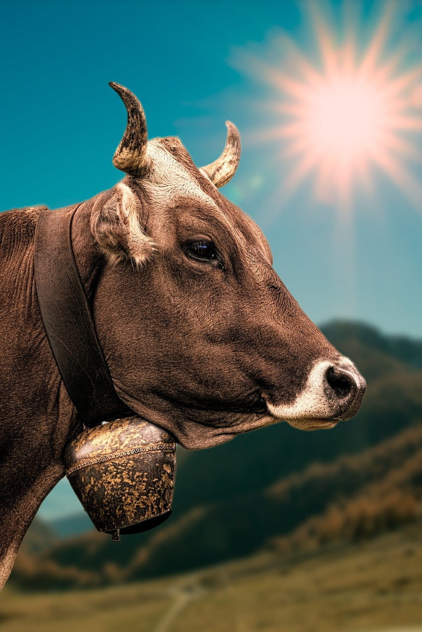 Cow