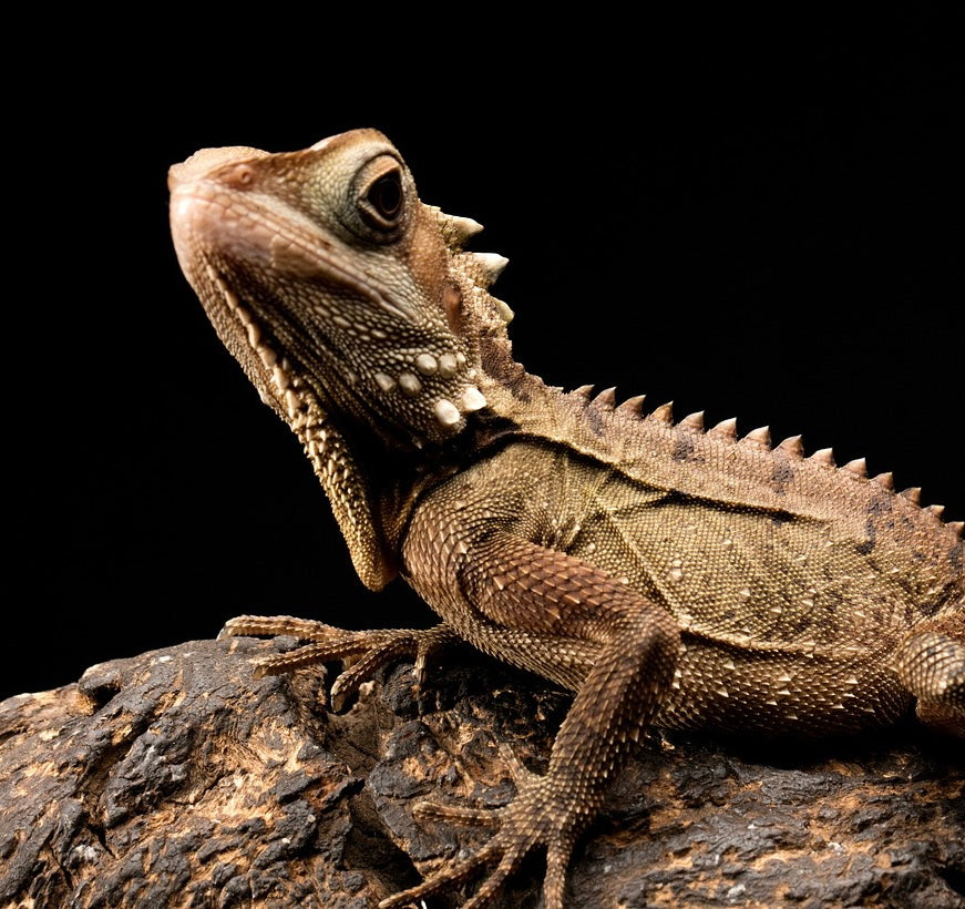 Bearded Dragon