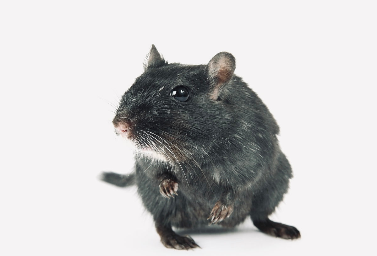 Rat