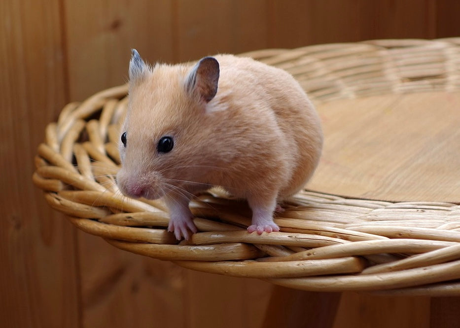 Hamster