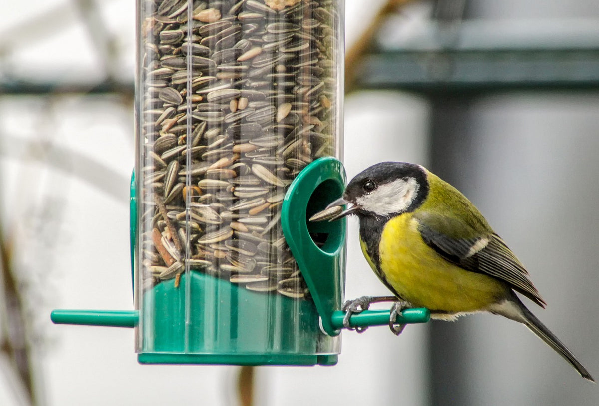 Bird Accessories
