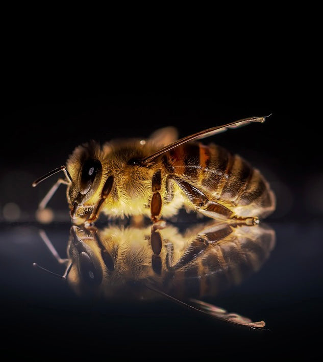 Bee