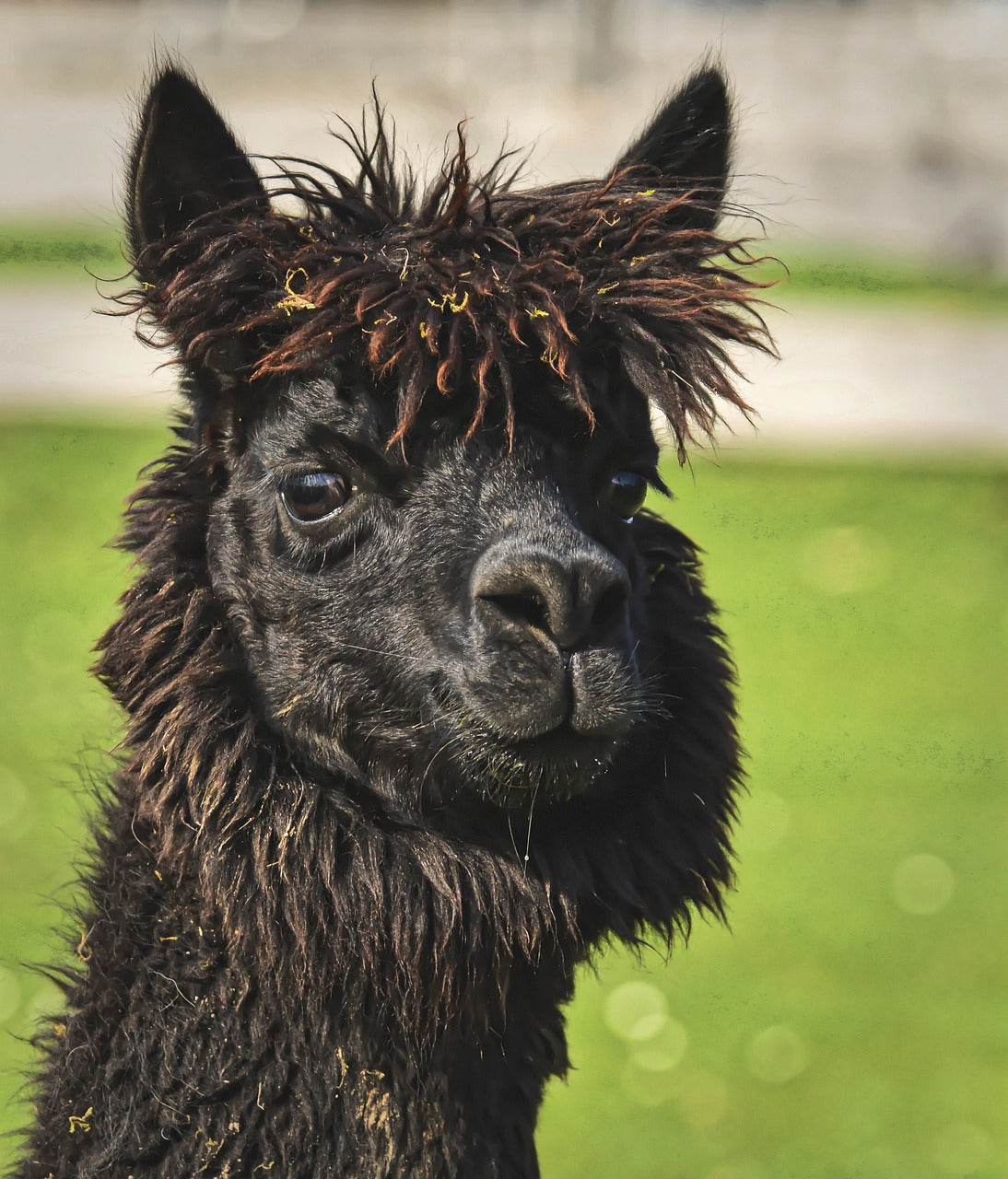 Llama & Alpaca