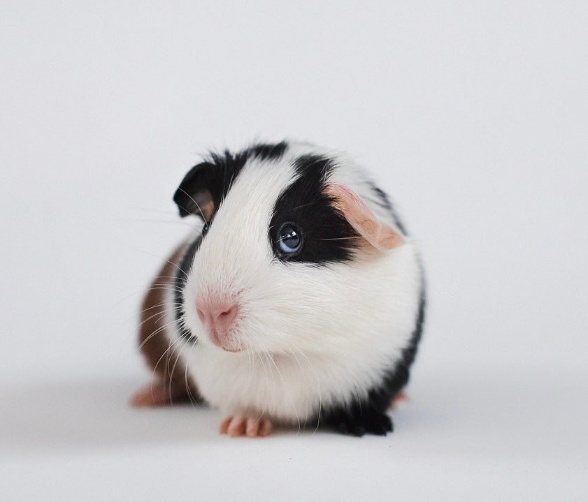 Guinea Pig