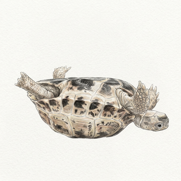 Reptile collection drawing