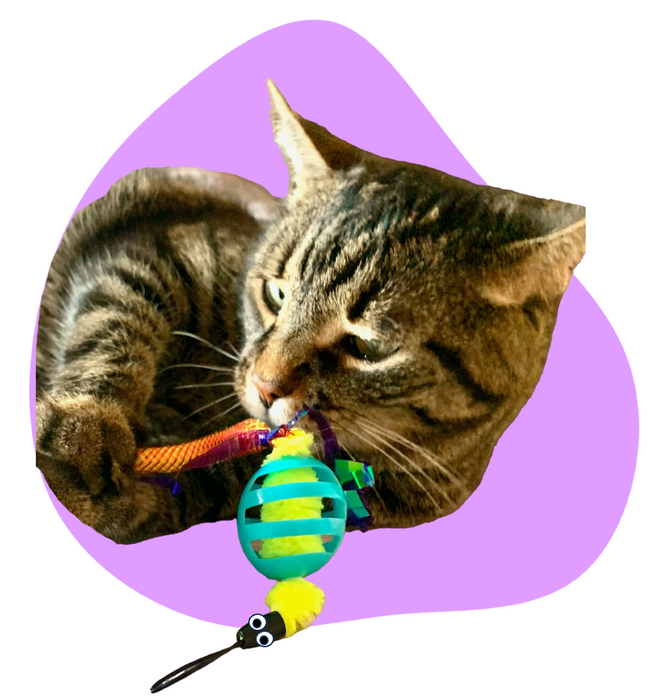 Oral Care Floss & Treat Toothbrush Toy for Cats: 3 Double Packs (6 Total Oral Care Toys)