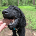 Beef Chips for Dogs - NALA'S Pet Closet