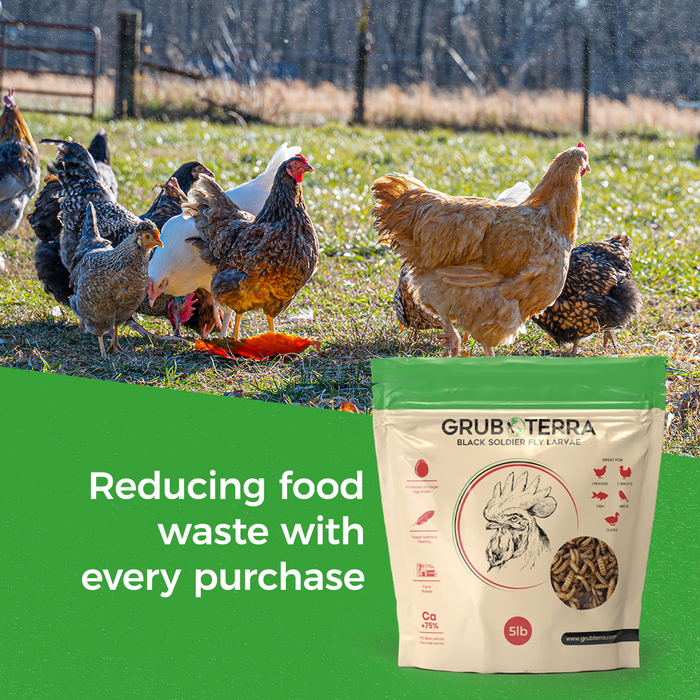 GrubTerra Dried Black Soldier Fly Larvae - The Safest Treat For Your Flock