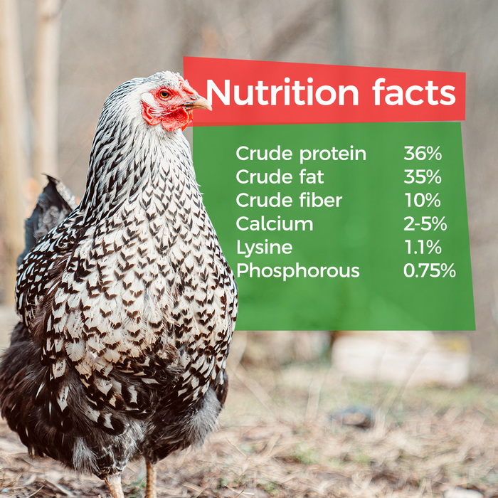 GrubTerra Dried Black Soldier Fly Larvae - The Safest Treat For Your Flock