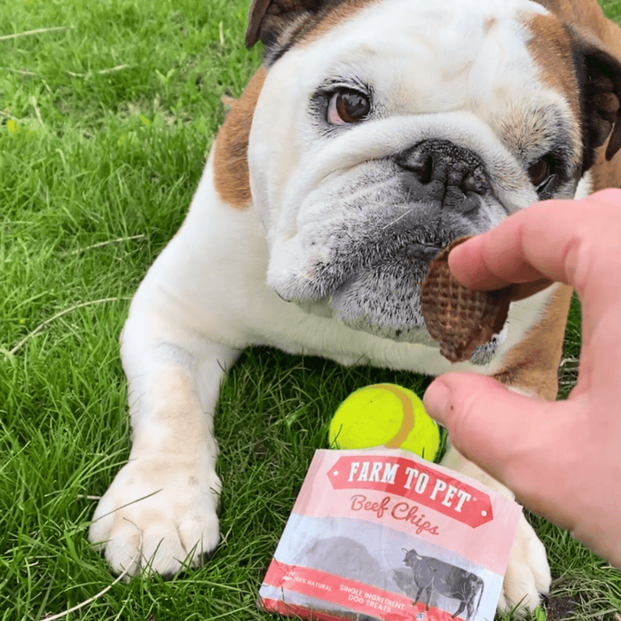 Beef Chips Snack Pack Bundles | Dog Treats for Training & Travel