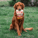 Chicken Chips for Dogs - NALA'S Pet Closet