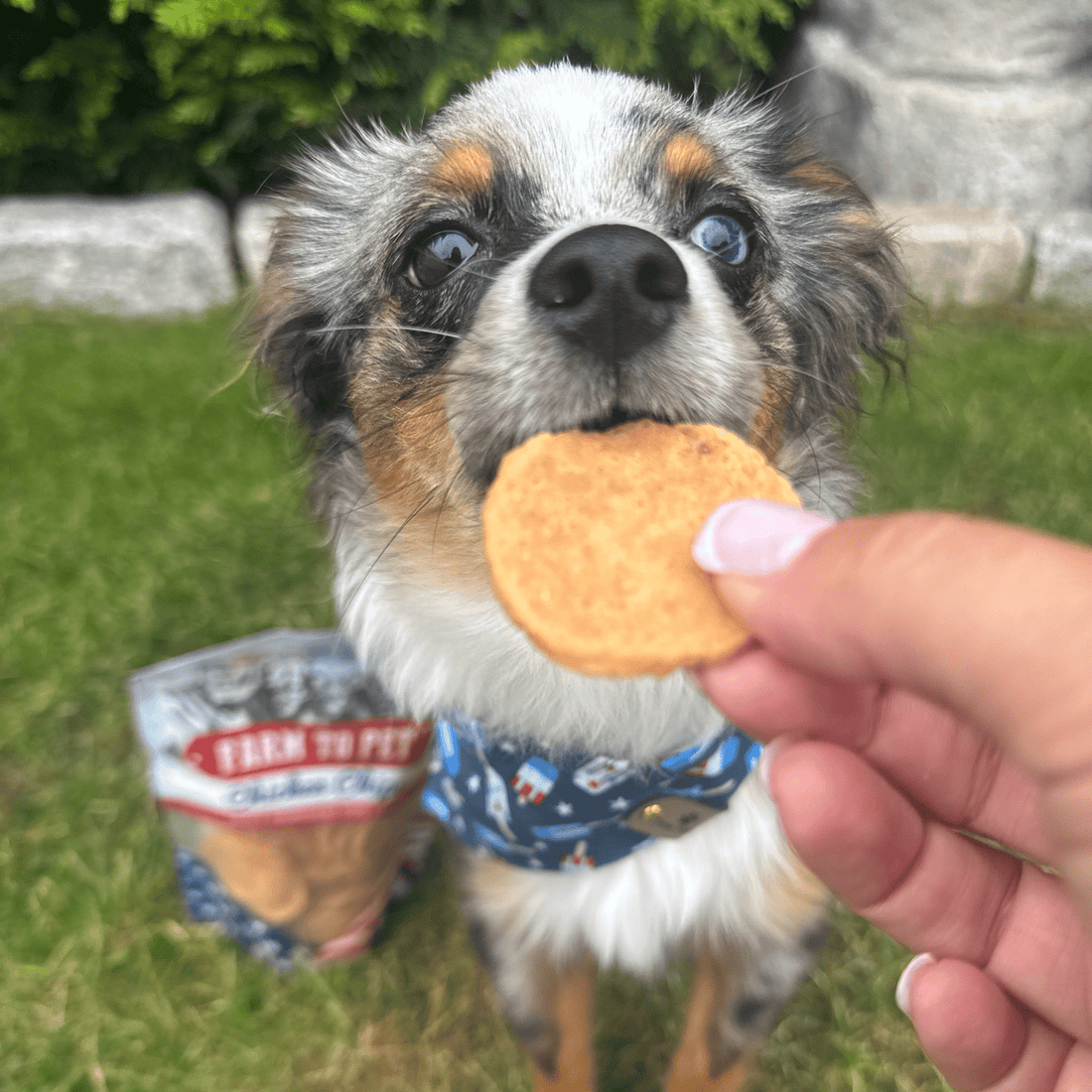 Americana Chicken Chips for Dogs - NALA'S Pet Closet