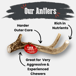 Deer Antler Dog Chews | Organic Chews for Dogs