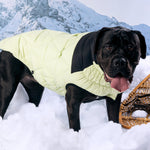 Diamond Puffer