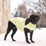 Diamond Puffer