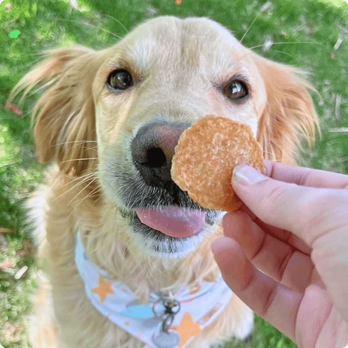 Chicken Chips for Dogs - NALA'S Pet Closet