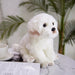 Maltese Dog Plush - NALA'S Pet Closet