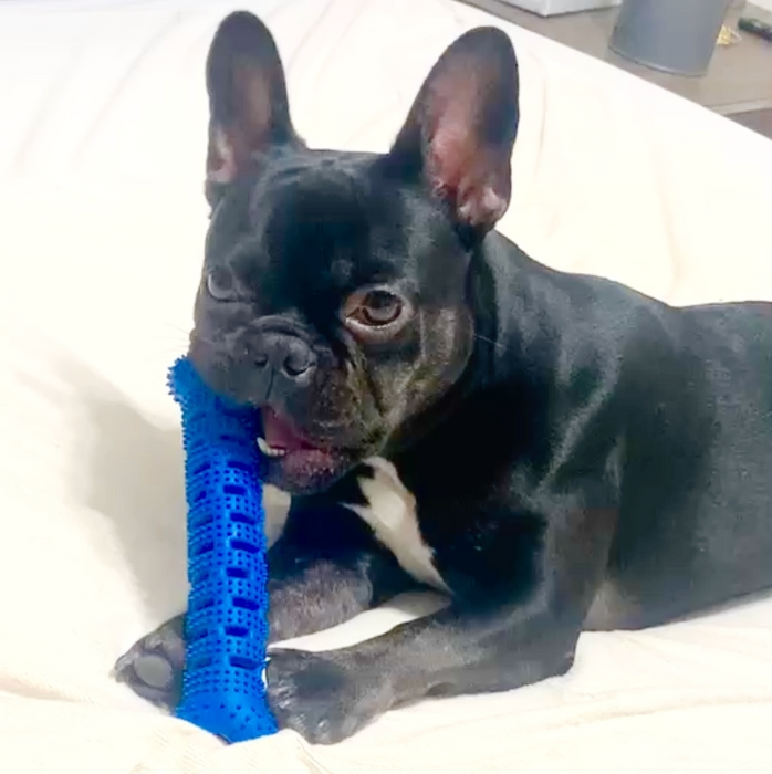 Large Natural Rubber Bone Toothbrush Toy Over 25 Lbs