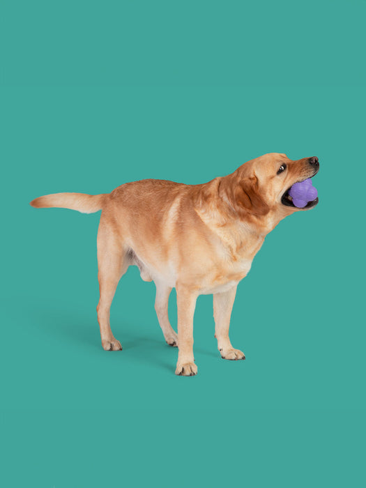 Pup Star MAX