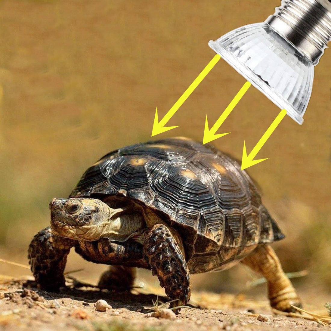 Reptile Heat Lamp - NALA'S Pet Closet