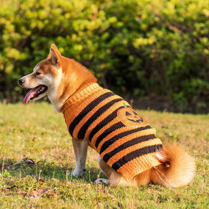 Halloween Pet Sweater - NALA'S Pet Closet