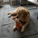 New casual photo of a dog playing with a small giraffe toy
